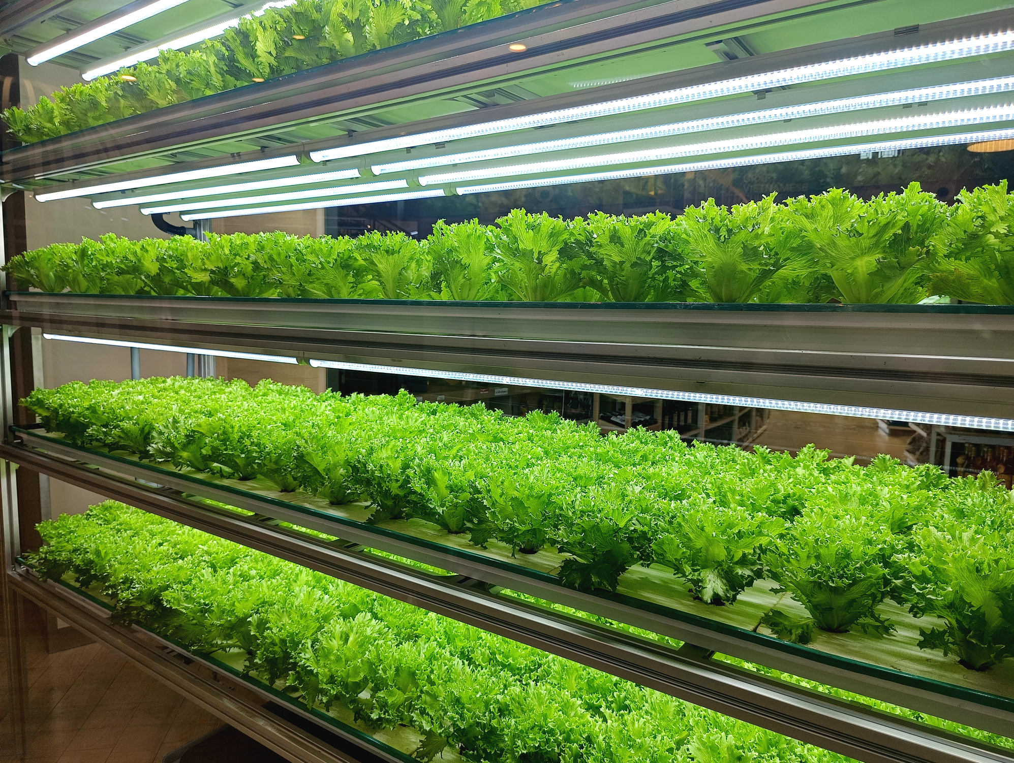 Fresh green lettuce growing in a modern indoor hydroponic farm with LED lighting system, vertical farming technology for sustainable agriculture
