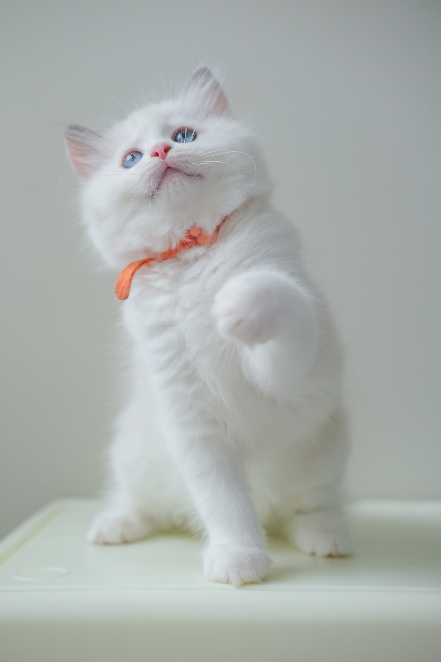 2 months old ragdoll kitten looking up, playing with the owner. domestic cat