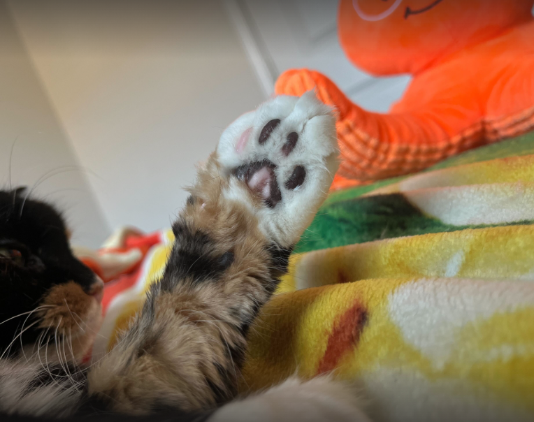 momo paw