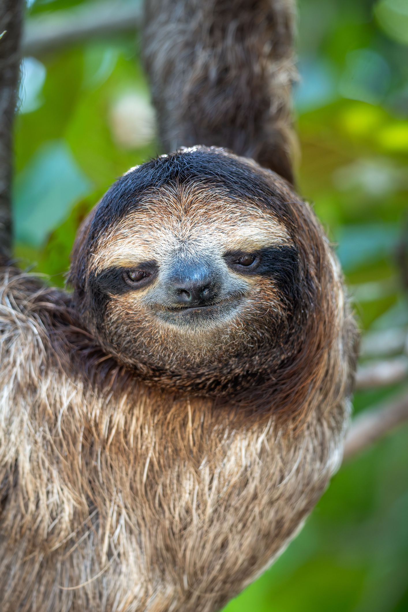 A close-up of a sloth hanging from a tree branch in a lush rainforest.